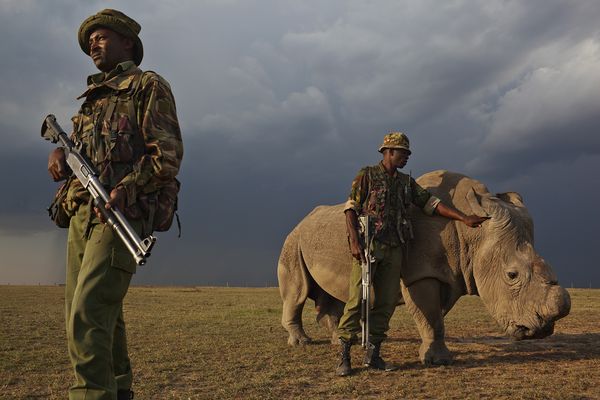 Baraka rodeado de 'guardaespaldas', uno de los últimos rinocerontes blancos del norte en 2012. Imagen: Brent Stirton