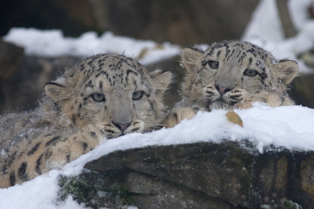 Siempre he pensado que el leopardo de las nieves es uno de los felinos más bellos ¿qué opinas? Imagen: steffiheufelder